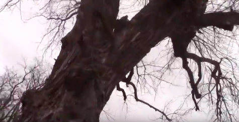 The Tree to See