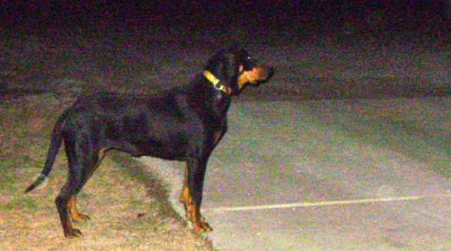 Rex the coon hound