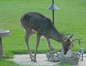Here is a deer that is diseased with Chronic Wasting Disease.