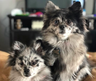 Mallory Kirchhoff has three dogs, two of which are the same breed. Mabel and Lilly are both blue myrtle pomeranians. 