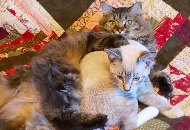 Two of Tracy Auerbachs felines cuddle up with one another.