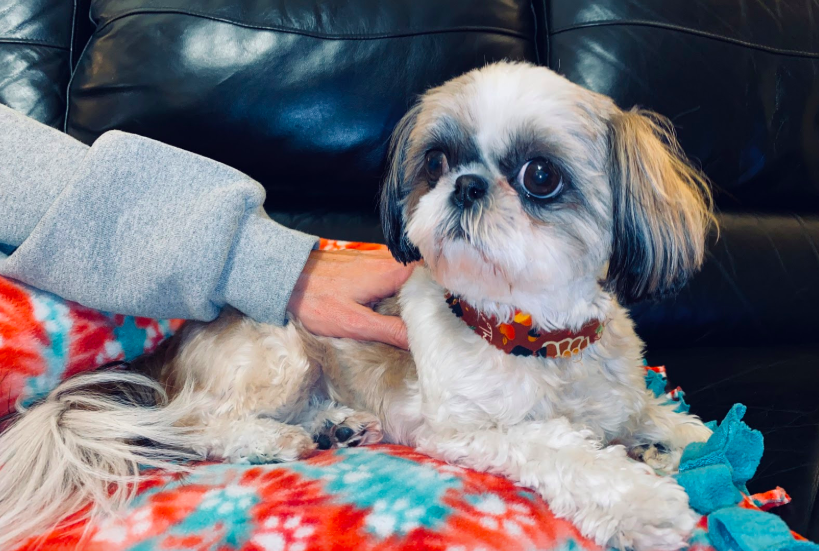 A pooch rests on the couch beside its owner at the end of the day.