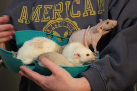 A basket of rats