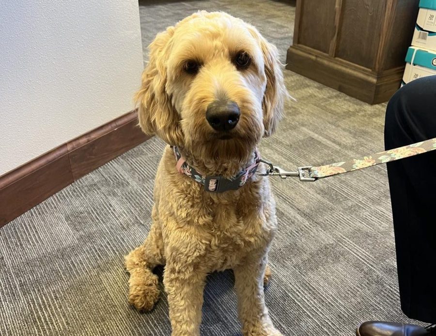 Charli stays in the office during the day. The golden doodle breed is hypoallergenic.