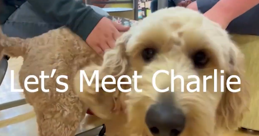 New to the middle school this year is canine friend and therapy dog Charlie.