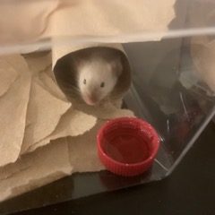 Stuart the mouse, who was part of the senior prank. Photo by Alyson Dreager